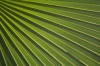 Palm Frond 